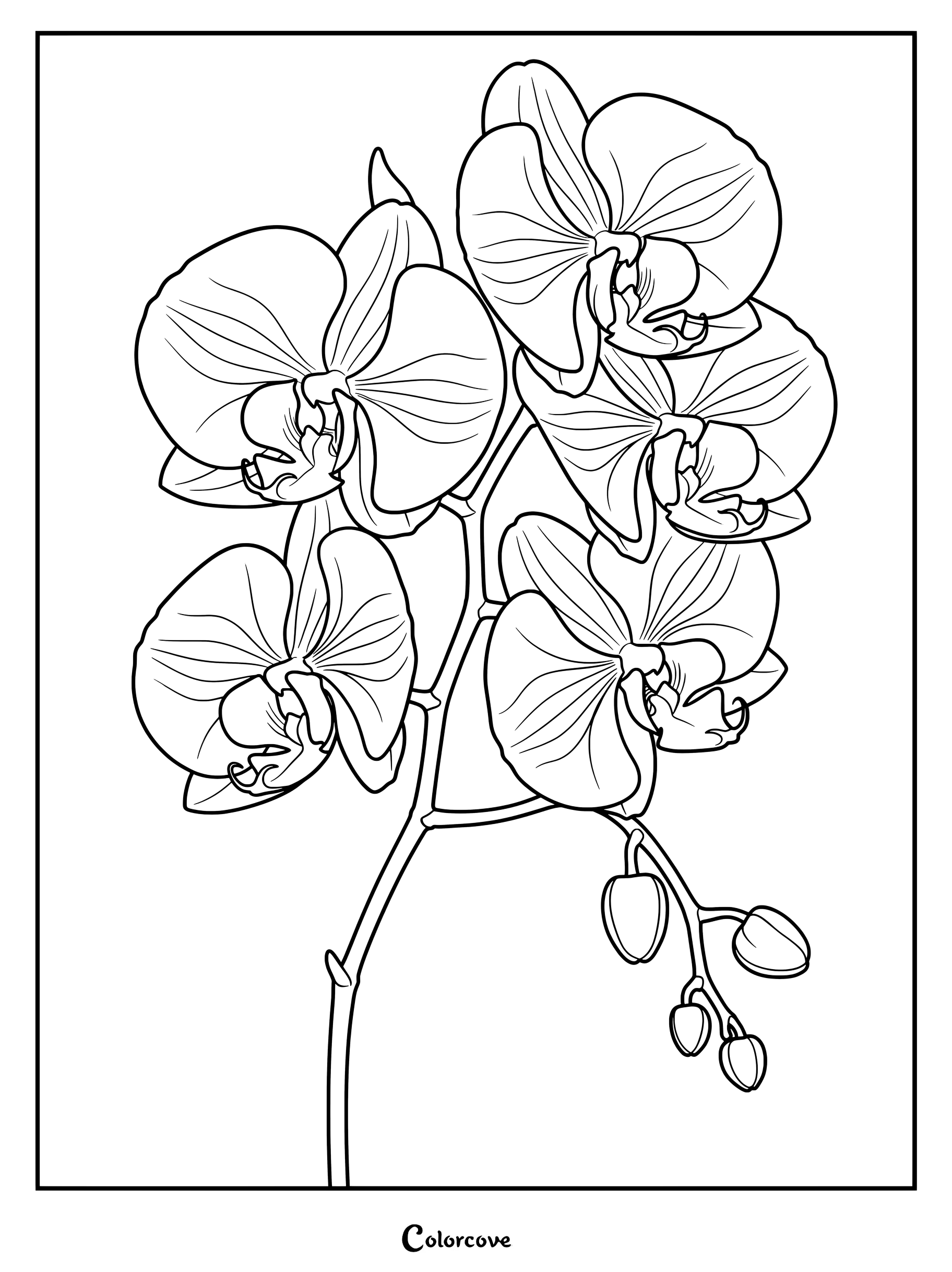 Page de coloriage détaillée d'Orchidées avec des fleurs épanouies et des boutons fermés sur une tige.