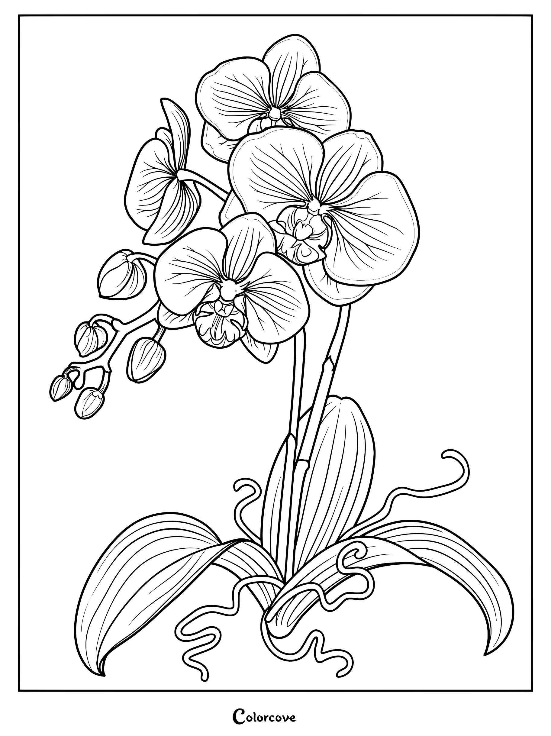 Page de coloriage détaillée d'Orchidées Phalaenopsis avec des fleurs épanouies et des boutons.