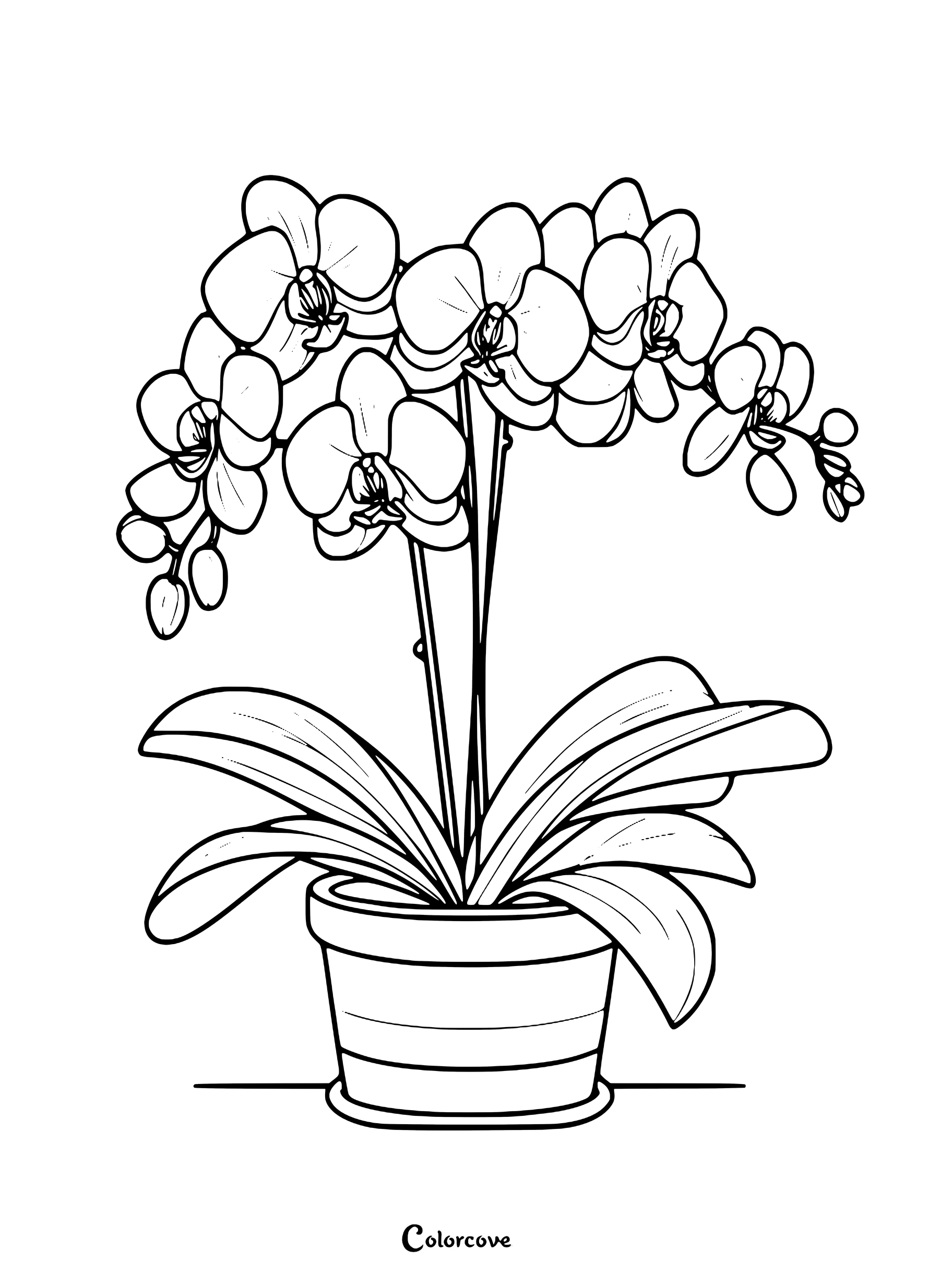 Page de coloriage d'Orchidées gratuite à imprimer montrant une plante en pot aux fleurs et feuilles détaillées.