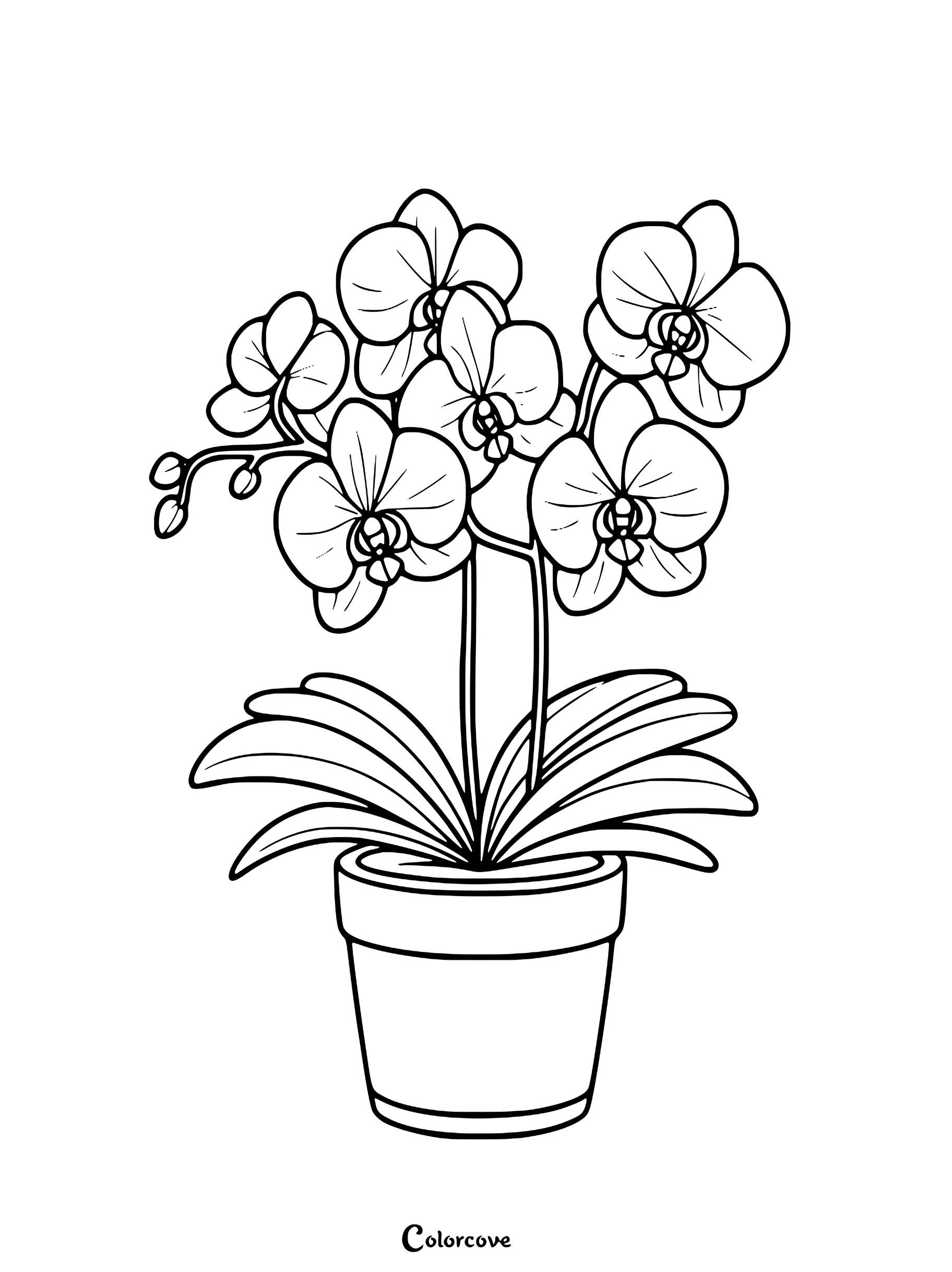 Page de coloriage détaillée d'Orchidées présentant des fleurs épanouies dans un pot.