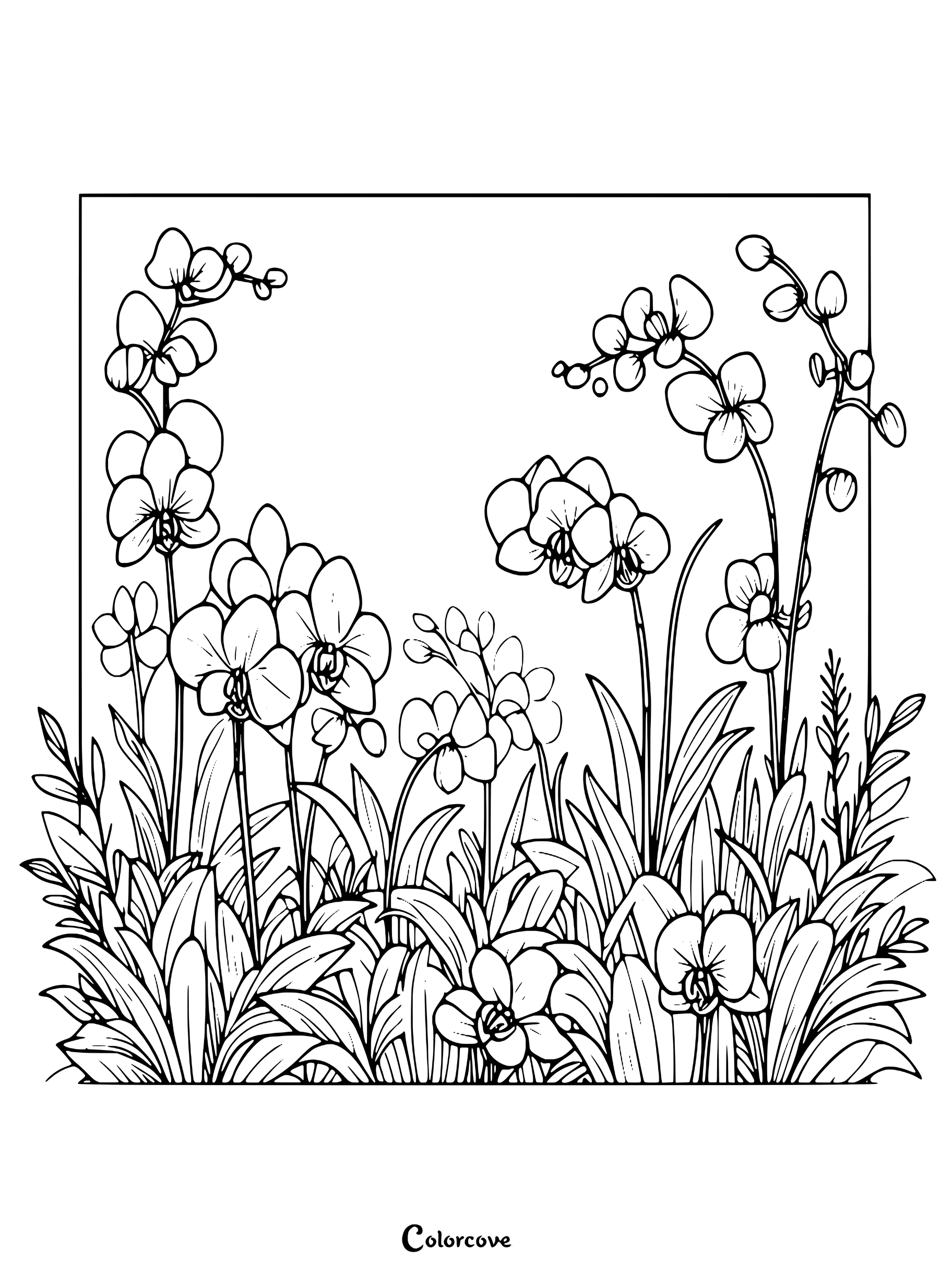 Page de coloriage détaillée d'Orchidées présentant plusieurs fleurs épanouies et des feuilles vertes luxuriantes.