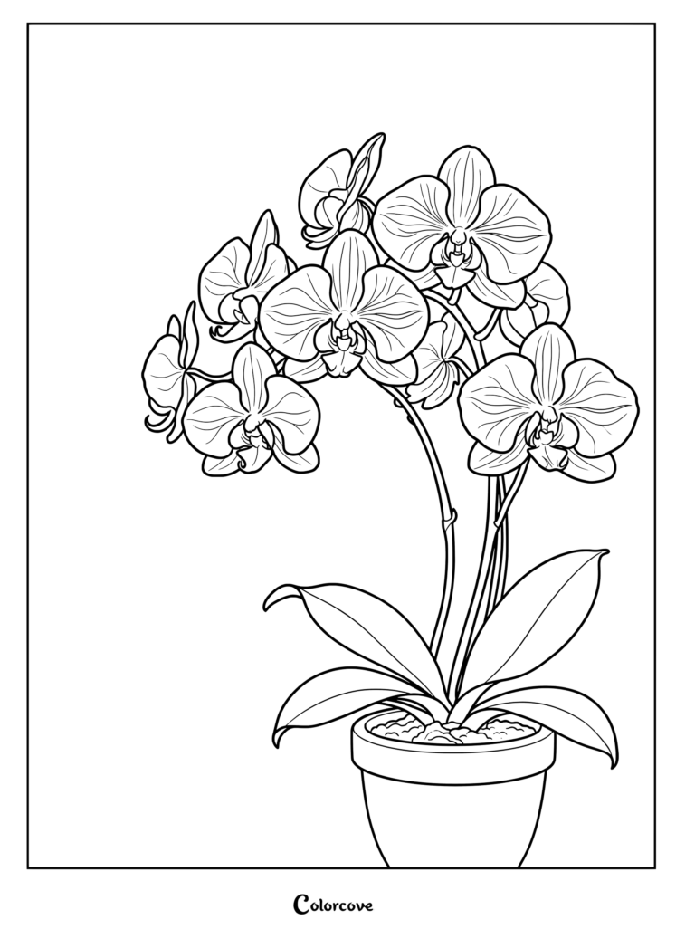 Potted orchid coloring page featuring detailed Phalaenopsis flowers and leaves.