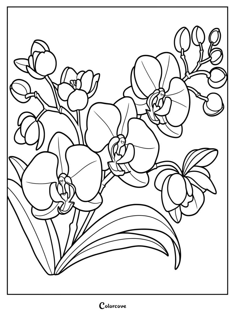 An intricate outline drawing of an orchid flower for a coloring page.