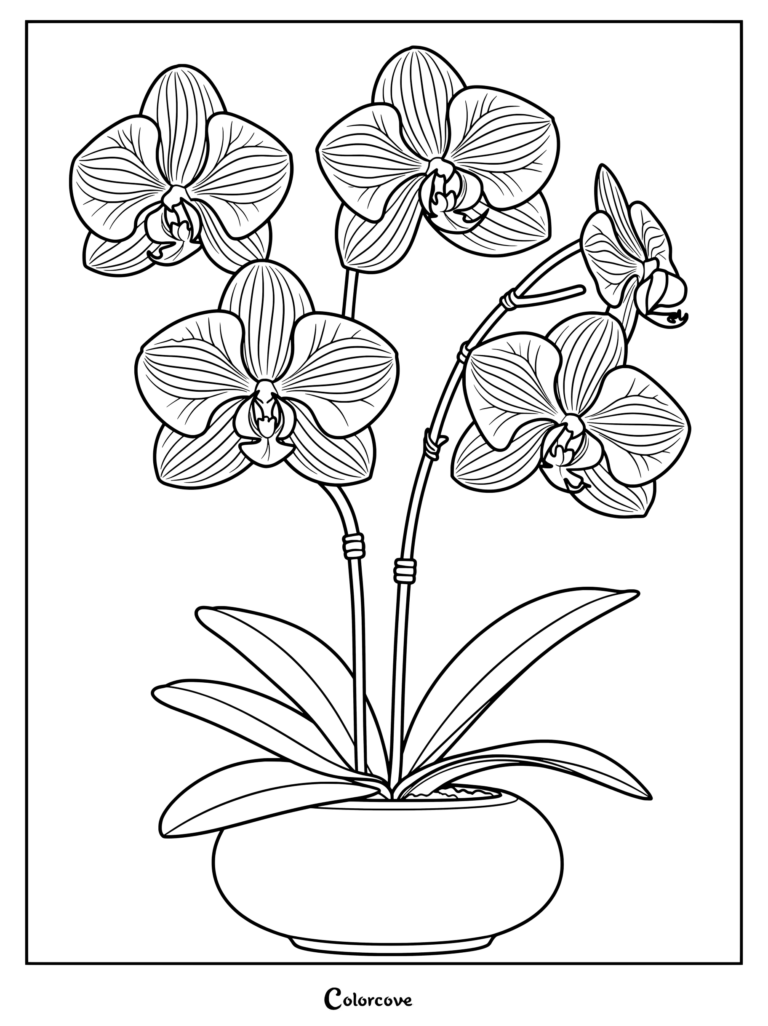 Detailed orchid coloring page featuring blooming Phalaenopsis flowers in a pot.