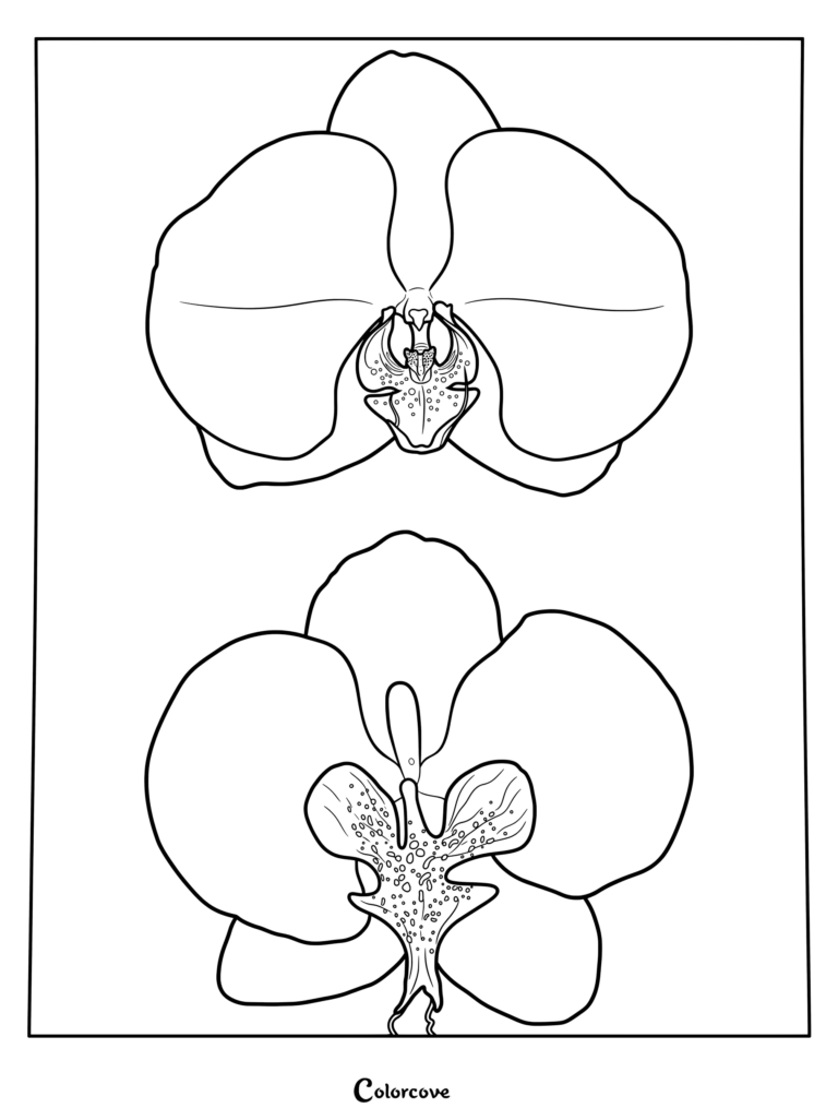 Detailed orchid coloring page featuring two distinct Phalaenopsis blossom diagrams with intricate center petals.
