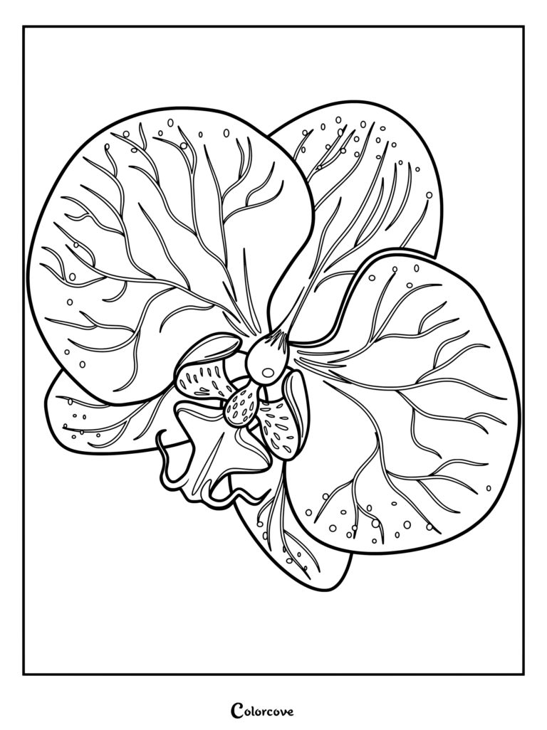 An intricate outline of an orchid coloring page featuring detailed petal veins.