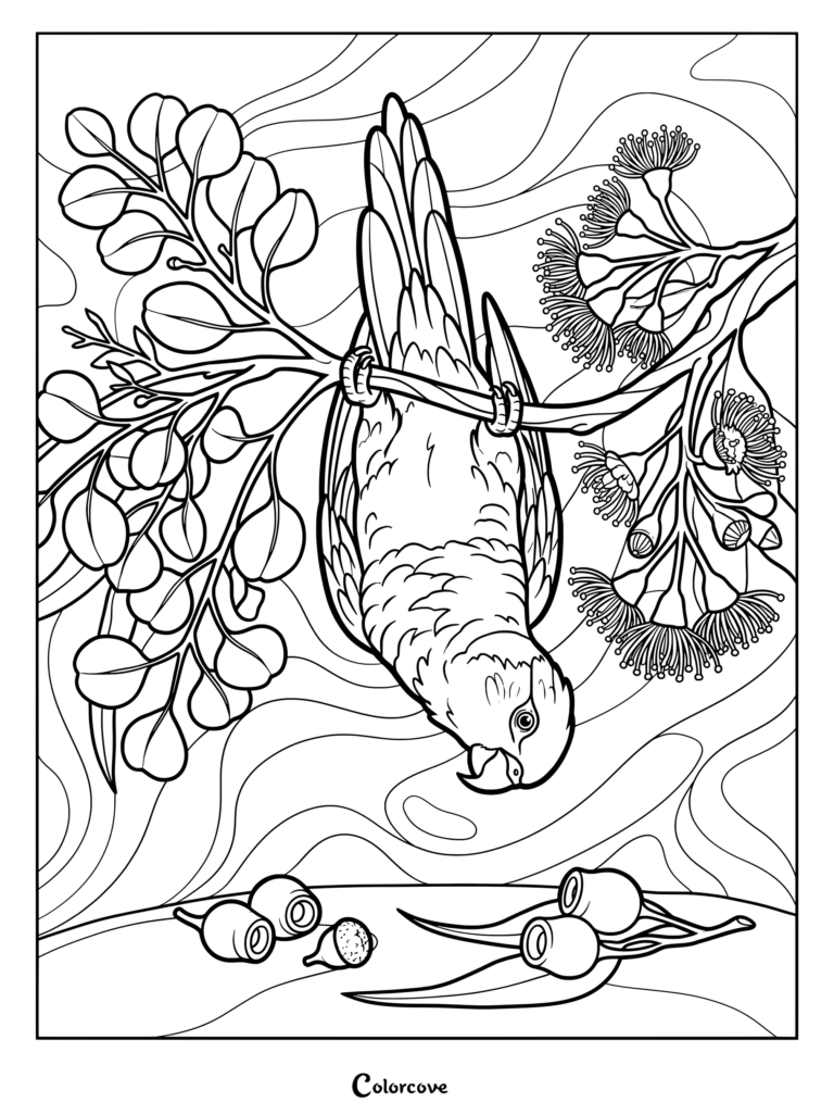 Acrobatic parrot coloring page featuring a bird hanging upside down from a flowering eucalyptus branch with seed pods.