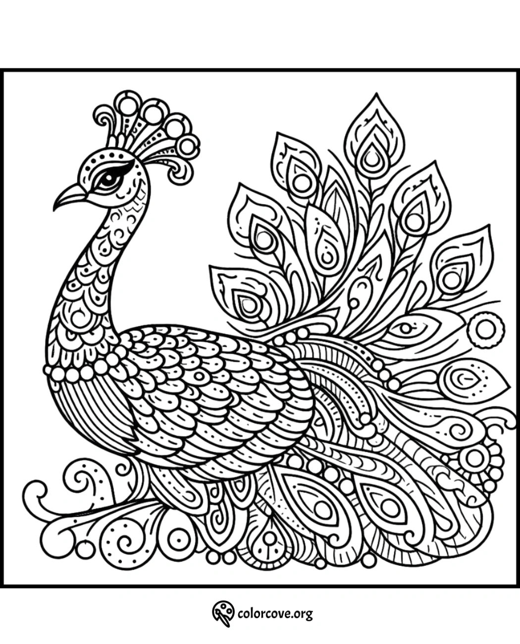 Intricate peacock coloring page with detailed patterns and majestic feathers. Perfect for adult coloring enthusiasts from colorcove.org.