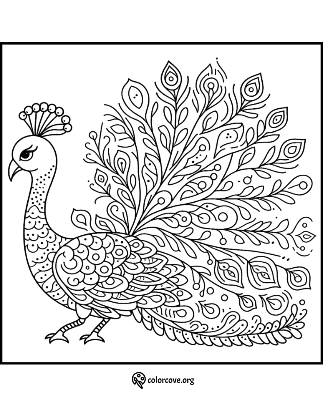 Intricate peacock coloring page with detailed feathers, perfect for adults and kids to color and relax. Printable and free.