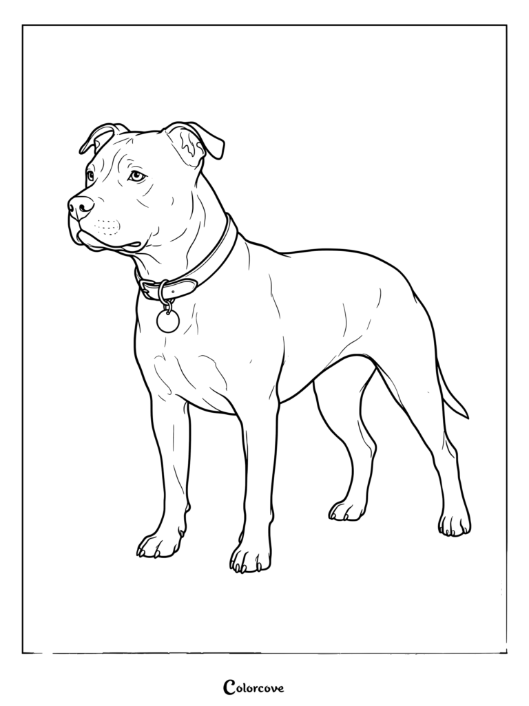 Detailed coloring page of a muscular Pitbull standing alert with a collar and tag.