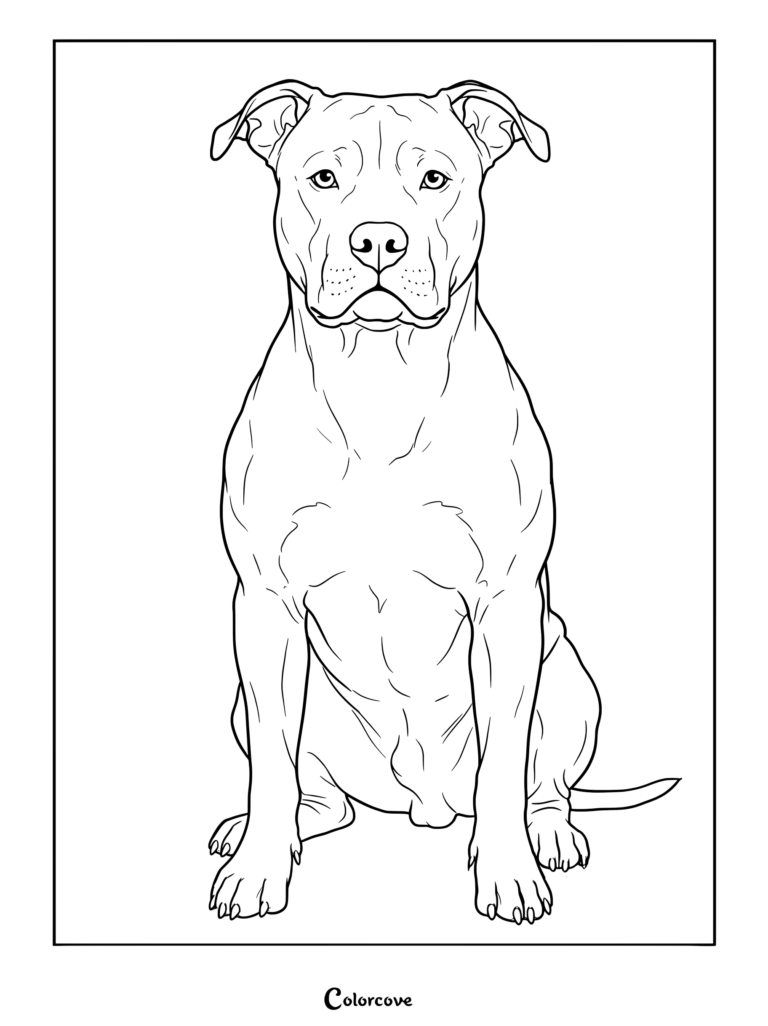An outline coloring page of a muscular Pitbull sitting attentively.