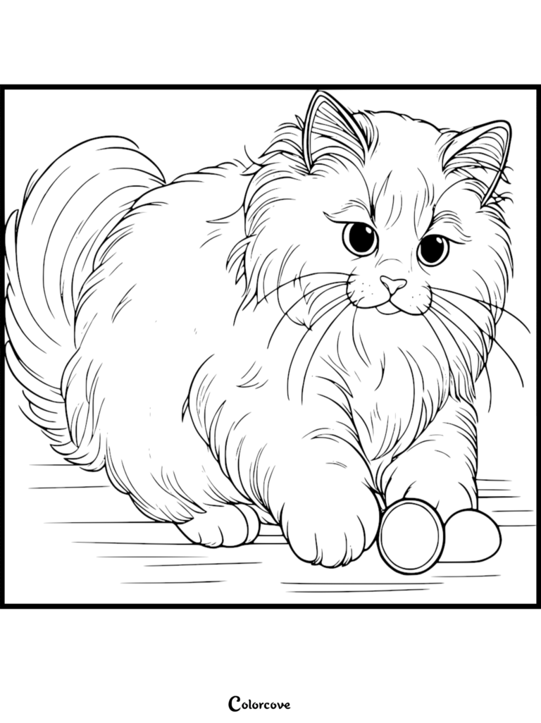 Un chat Ragdoll duveteux jouant avec une petite balle sur cette page de coloriage gratuite à imprimer.