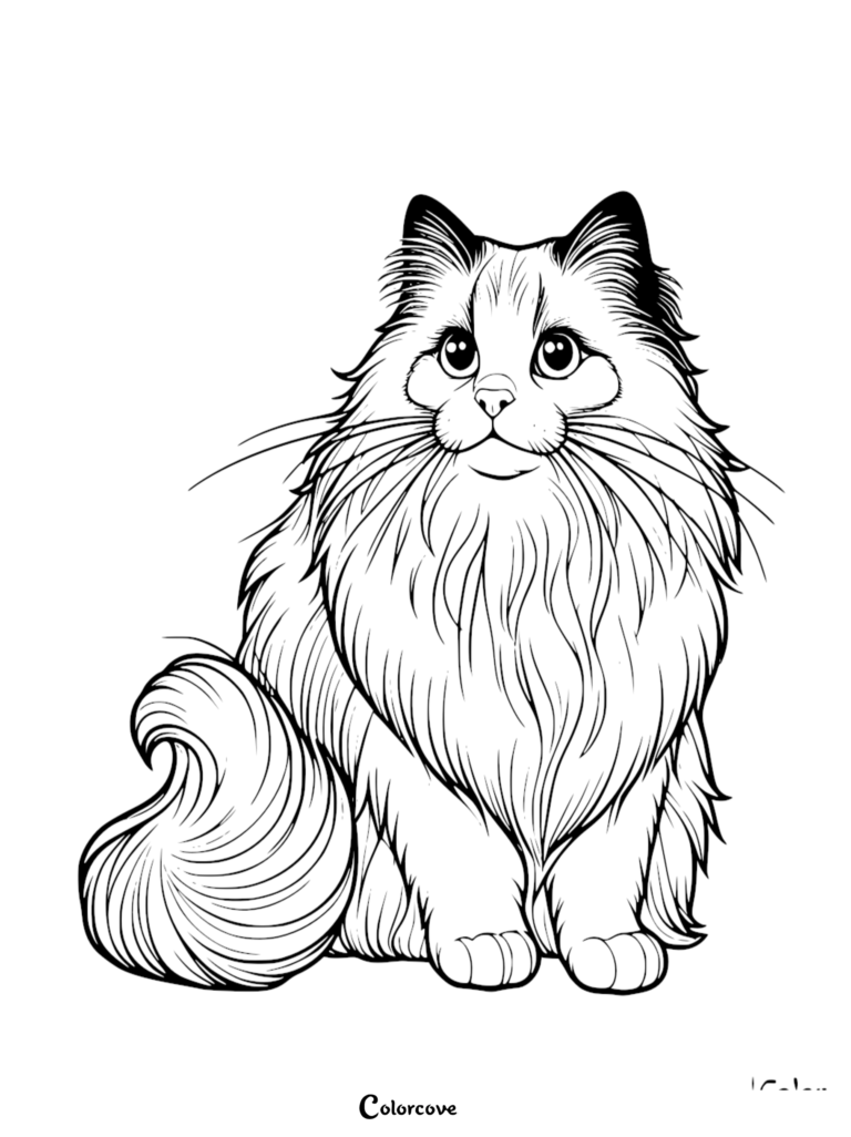 Une page de coloriage détaillée de Chat Ragdoll représentant un chat pelucheux assis avec une queue enroulée, feuille de dessin à imprimer 17.