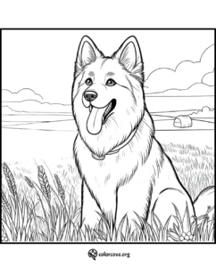 a dog sitting in a field