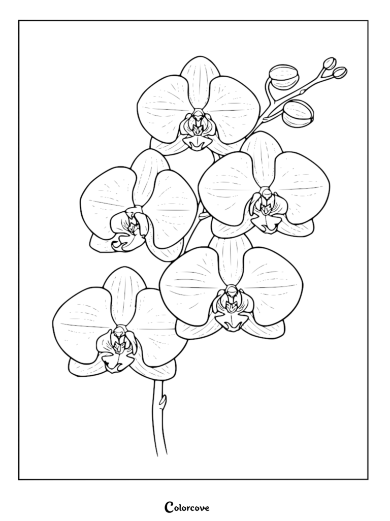 Coloriage au trait détaillé représentant une grappe d'orchidées en fleurs avec des pétales délicats et des bourgeons non éclos.