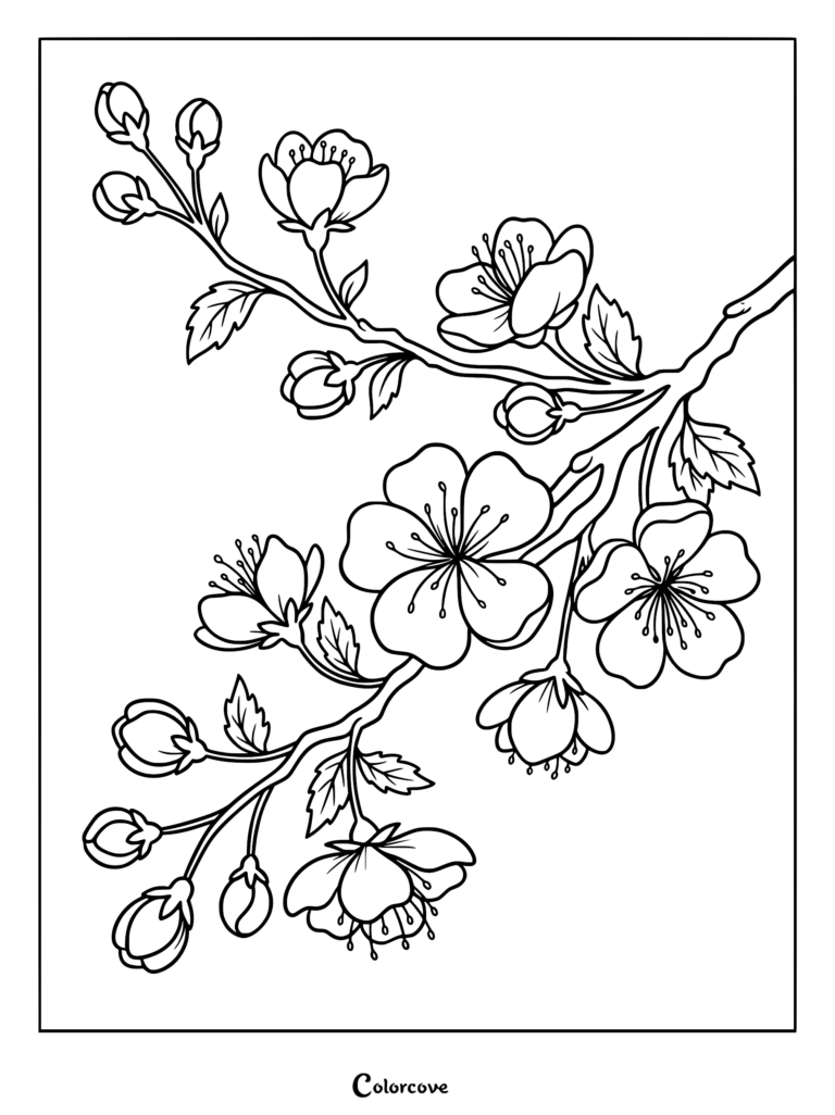 Coloriage détaillé d'une branche de fleur de cerisier représentant des fleurs écloses et de petits bourgeons sur une ramure.