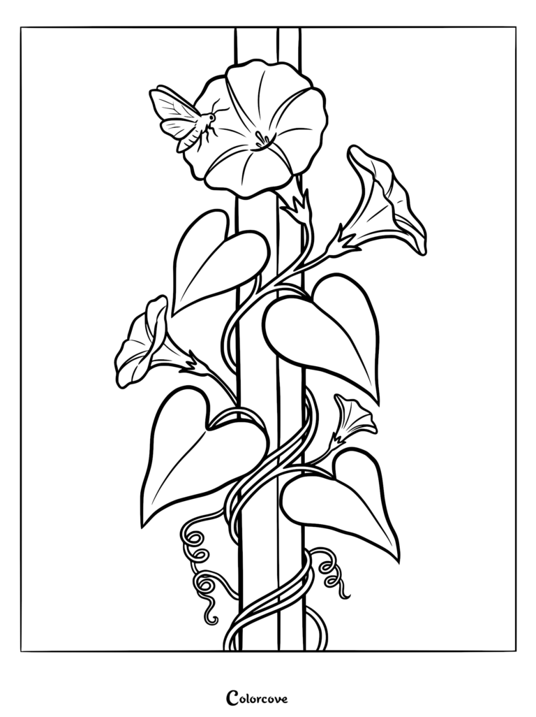 Un coloriage détaillé représentant une liane de liseron grimpant sur un treillis avec un petit papillon de nuit posé sur un pétale de fleur.