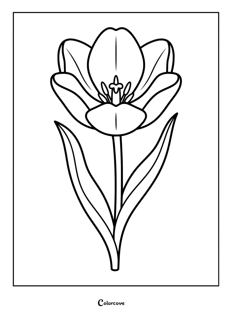 Page de coloriage au trait simple d'une tulipe en fleurs avec deux feuilles et des étamines visibles.