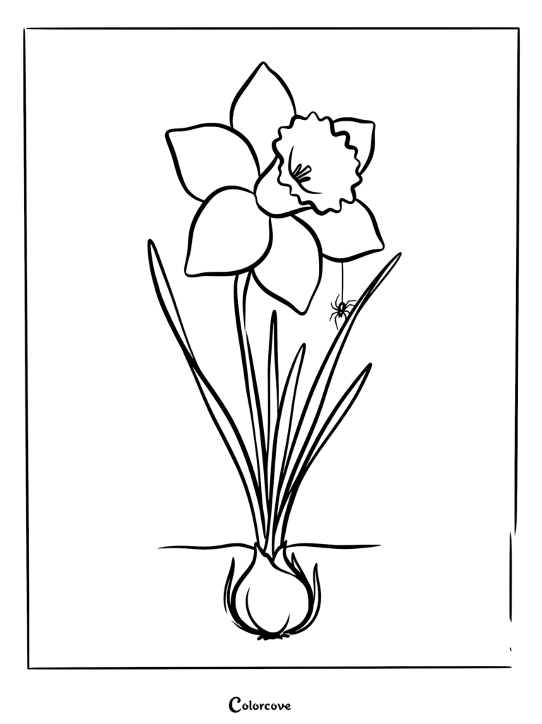 Un coloriage au trait simple représentant une jonquille en fleurs avec une petite araignée suspendue à un pétale par un fil de soie.