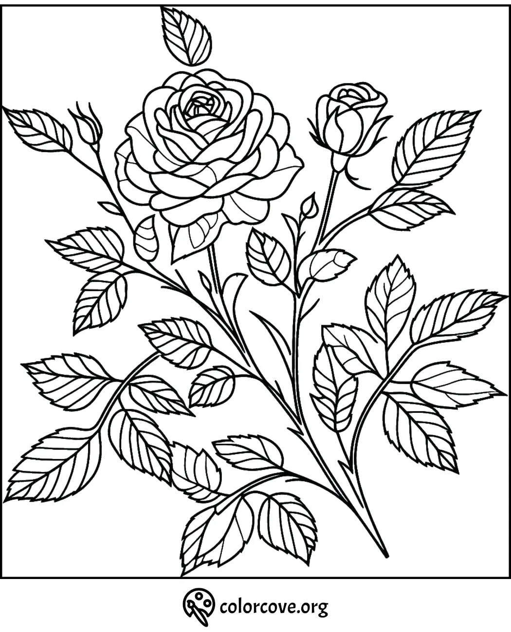 Roses coloring page with intricate flowers and leaves for kids and adults to color from colorcove.org