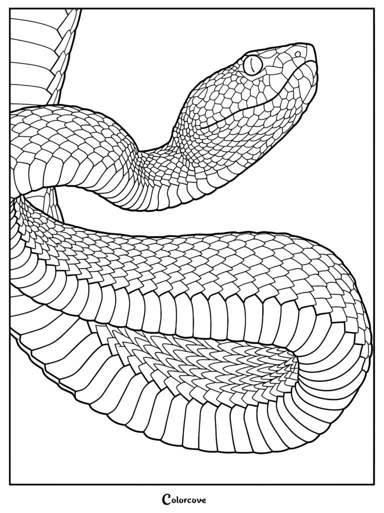 Close-up line art coloring page of a coiled viper snake with intricate scale patterns and an alert head position.