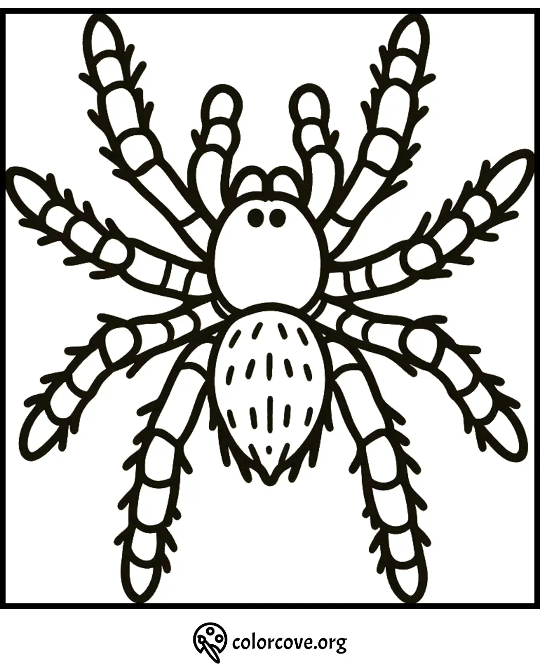 Spider coloring page with intricate leg patterns for kids and adults, from colorcove.org.