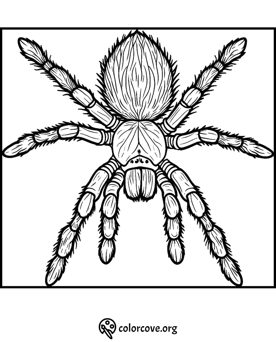 Tarantula coloring page with detailed line art for kids and adults, perfect for coloring enthusiasts.