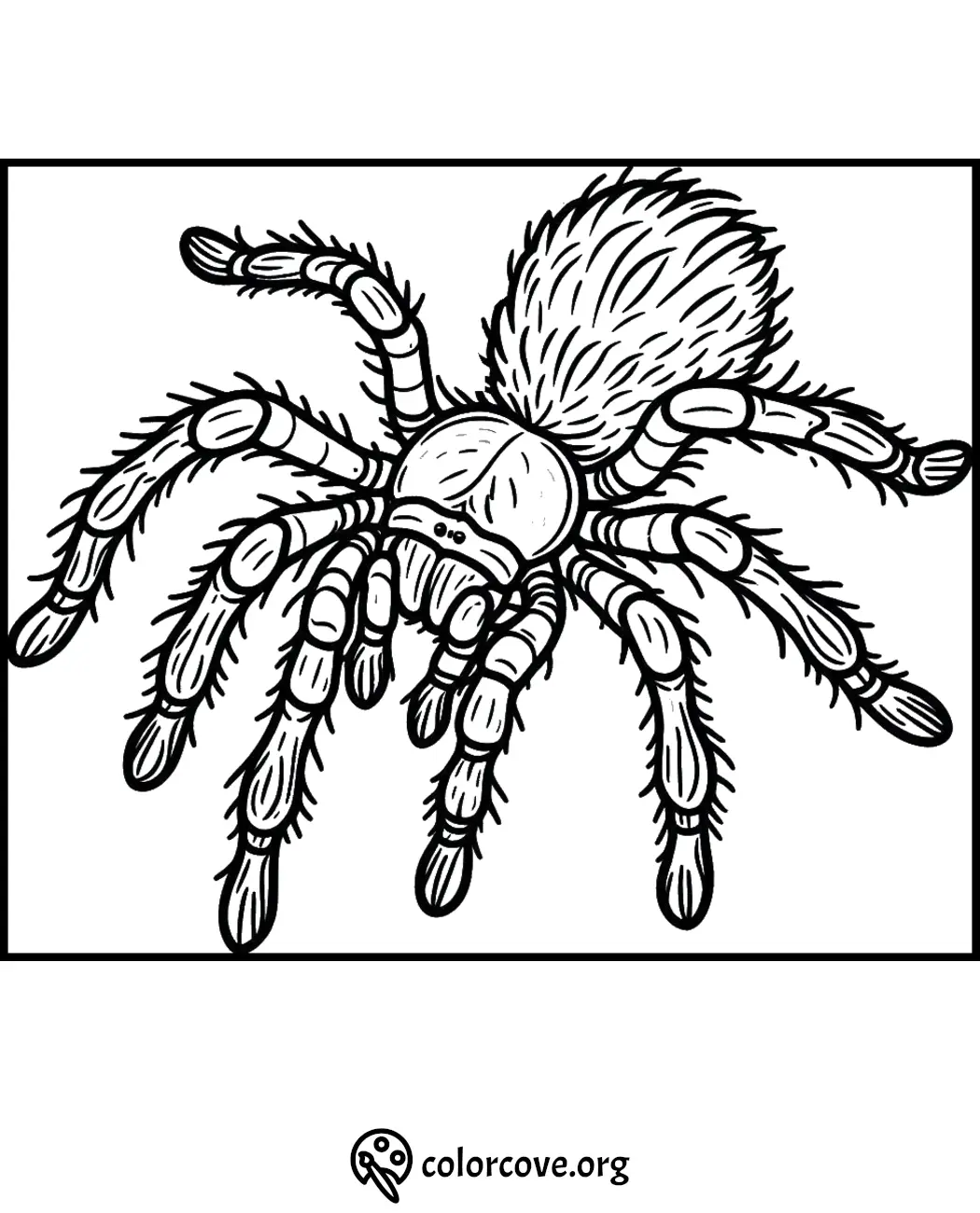 Tarantula spider coloring page with detailed legs and body, perfect for children and adults to color creatively.