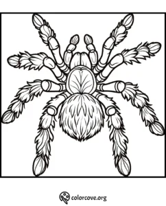 Coloring page of a detailed tarantula illustration for kids and adults, perfect for stress relief and creativity.