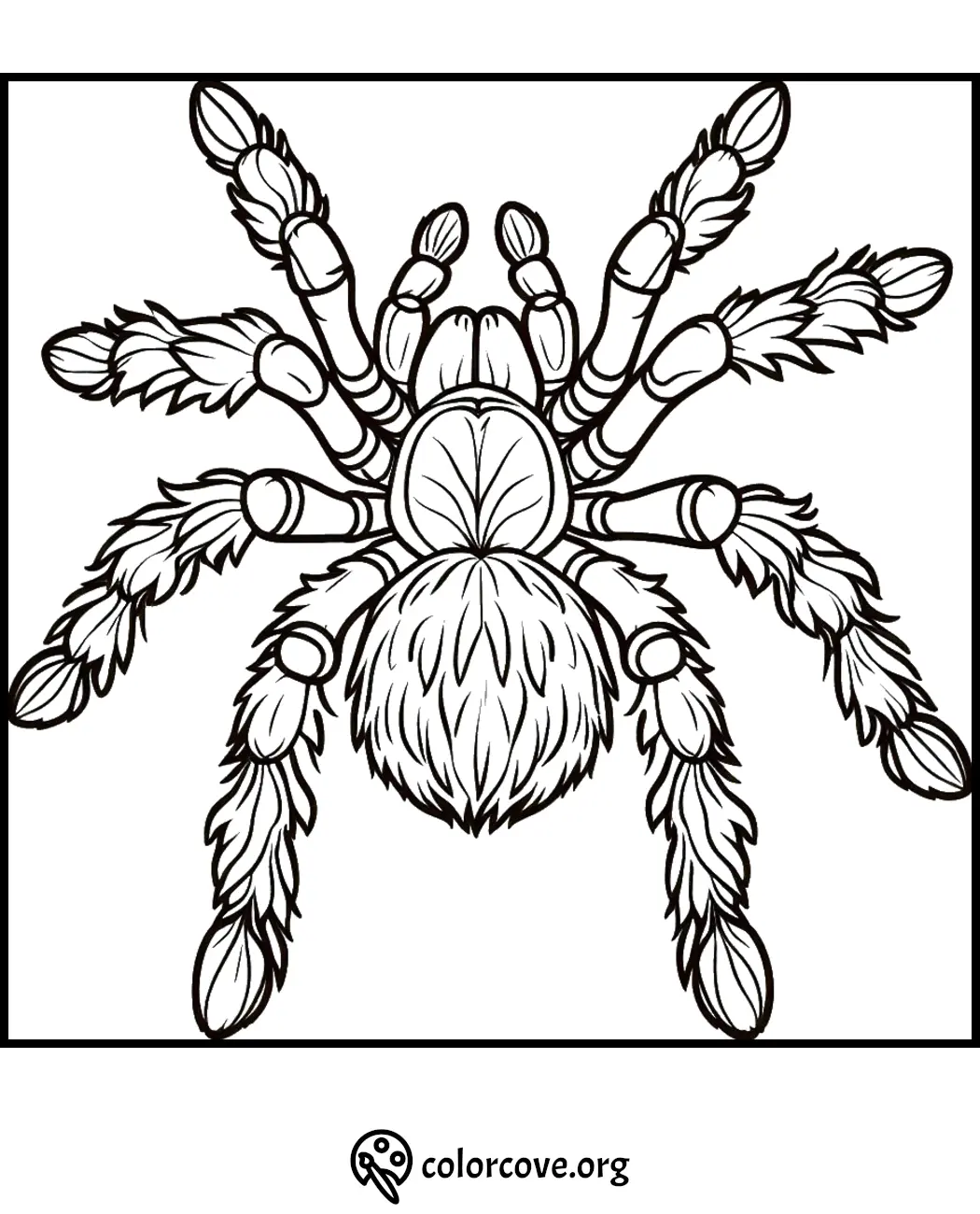 Coloring page of a detailed tarantula illustration for kids and adults, perfect for stress relief and creativity.