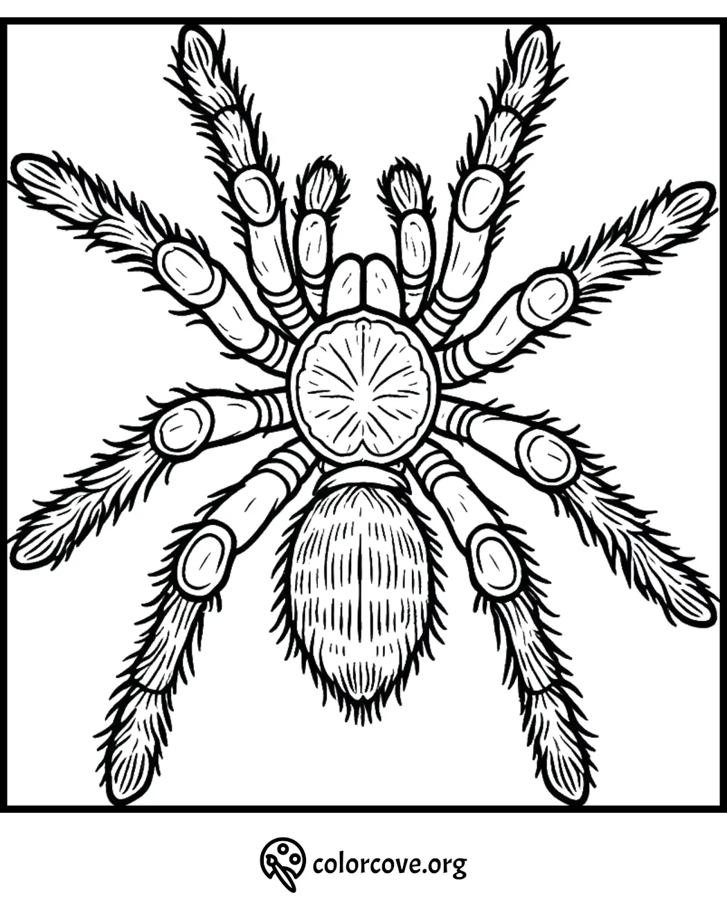 Black and white detailed tarantula coloring page with intricate patterns for kids and adults to color.