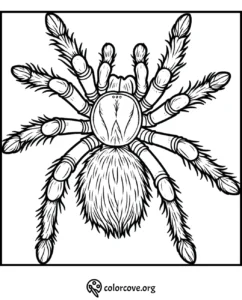 Tarantula coloring page for kids and adults, detailed spider illustration for creative coloring fun.