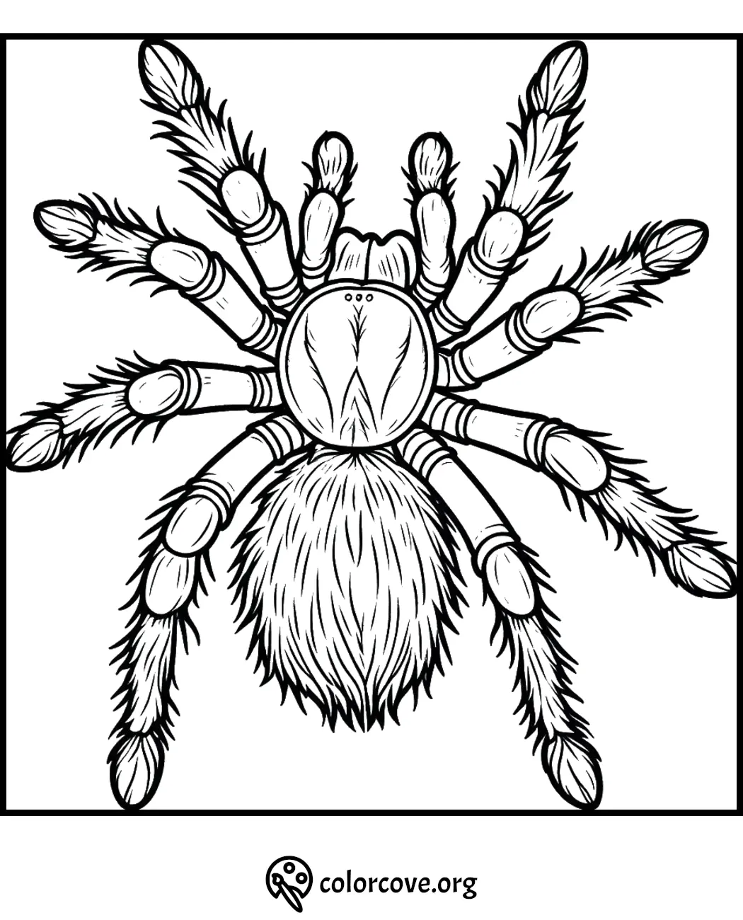 Tarantula coloring page for kids and adults, detailed spider illustration for creative coloring fun.