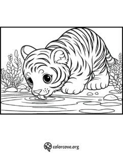 Cute tiger cub coloring page: Baby tiger drinking water from a pond. Printable animal coloring activity for kids.