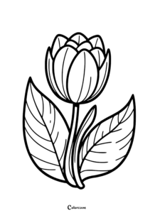 22 Free Tulip Coloring Pages
